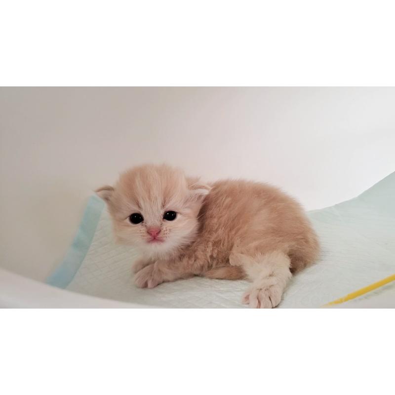 販売中の大阪府のミヌエット-135151の7枚目