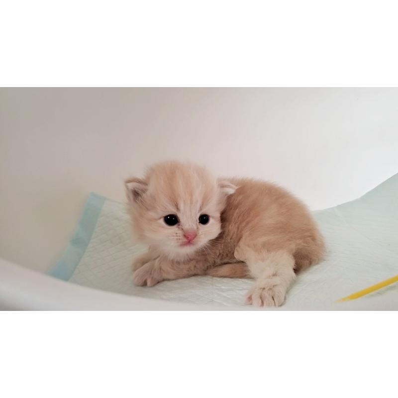 販売中の大阪府のミヌエット-135151の6枚目