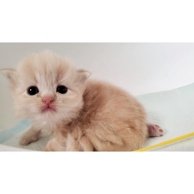 販売中の大阪府のミヌエット-135151の5枚目