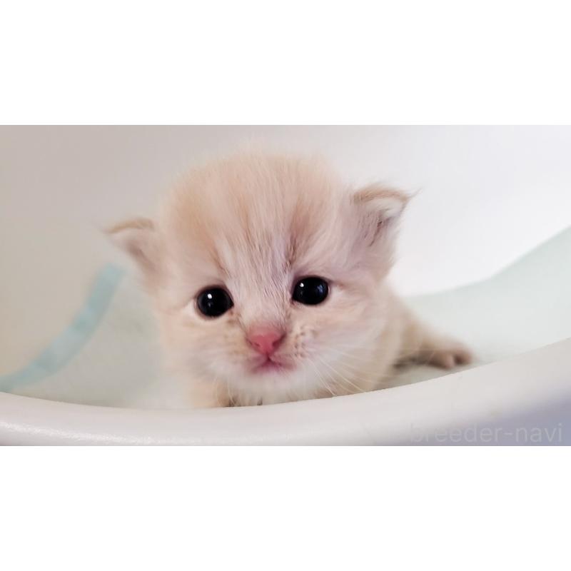 販売中の大阪府のミヌエット-135151の4枚目