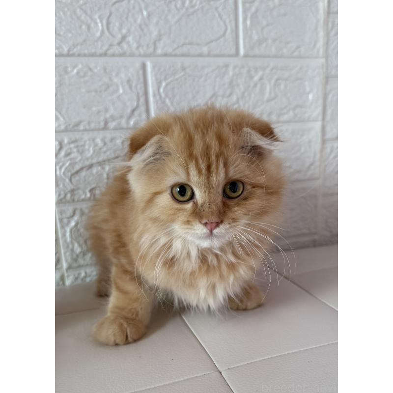 成約済の千葉県のスコティッシュフォールド-134021の6枚目