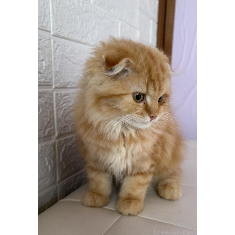 成約済の千葉県のスコティッシュフォールド-134021の5枚目