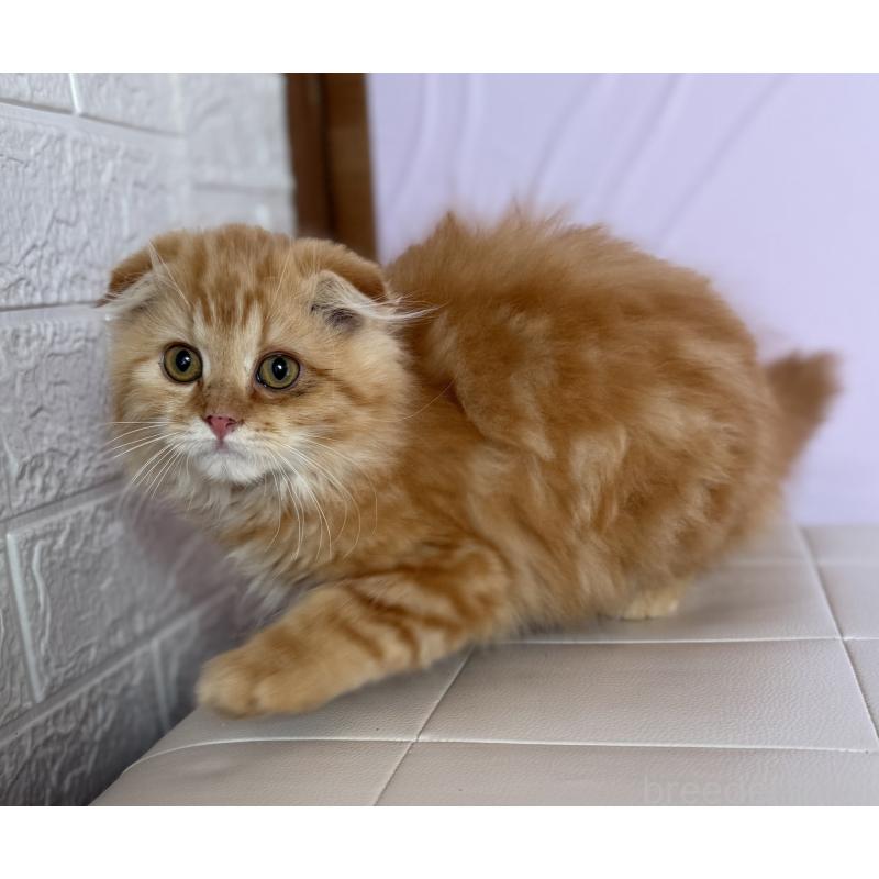 成約済の千葉県のスコティッシュフォールド-134021の3枚目