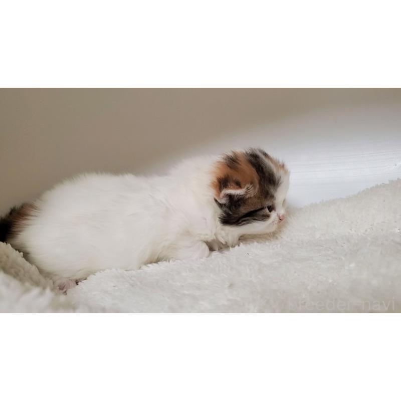 販売中の大阪府のミヌエット-135152の4枚目