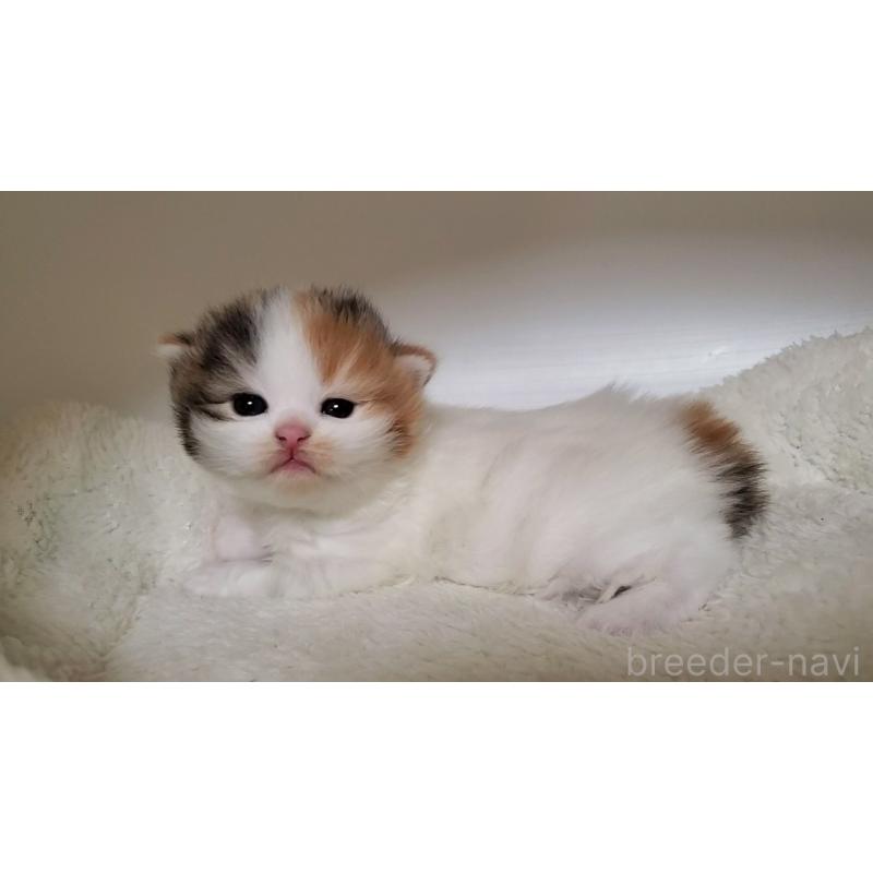 販売中の大阪府のミヌエット-135152の3枚目