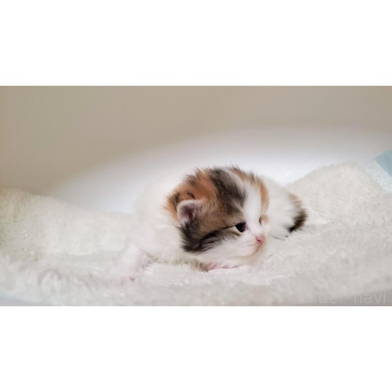 販売中の大阪府のミヌエット-135152の2枚目