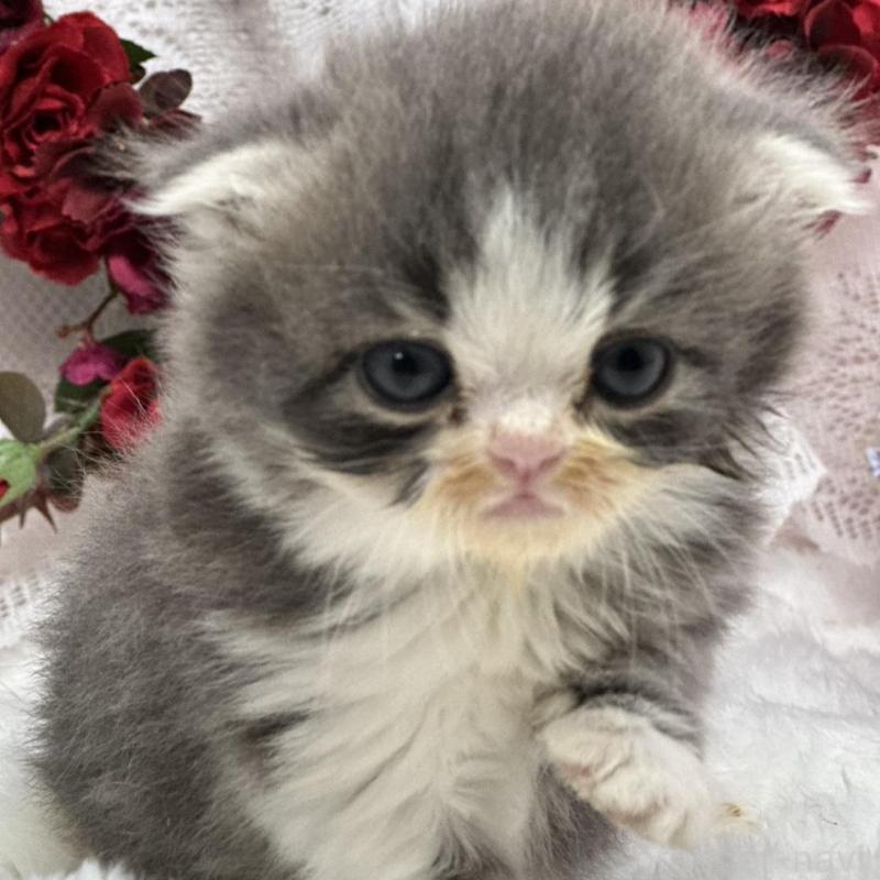 販売中の長野県のスコティッシュフォールド(折れ耳)-135160