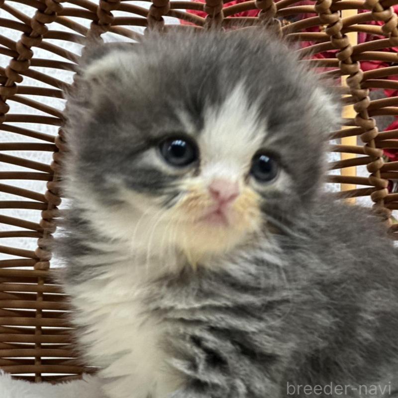 販売中の長野県のスコティッシュフォールド(折れ耳)-135160の5枚目
