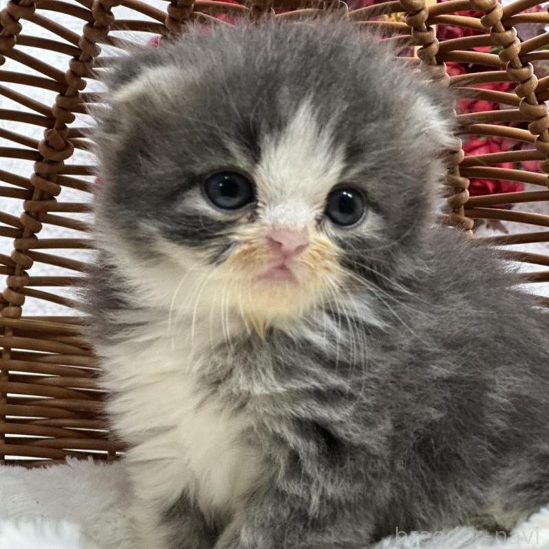 販売中の長野県のスコティッシュフォールド(折れ耳)-135160の4枚目