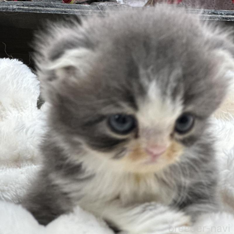 販売中の長野県のスコティッシュフォールド(折れ耳)-135160の3枚目