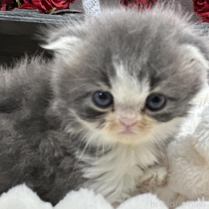 販売中の長野県のスコティッシュフォールド(折れ耳)-135160の2枚目
