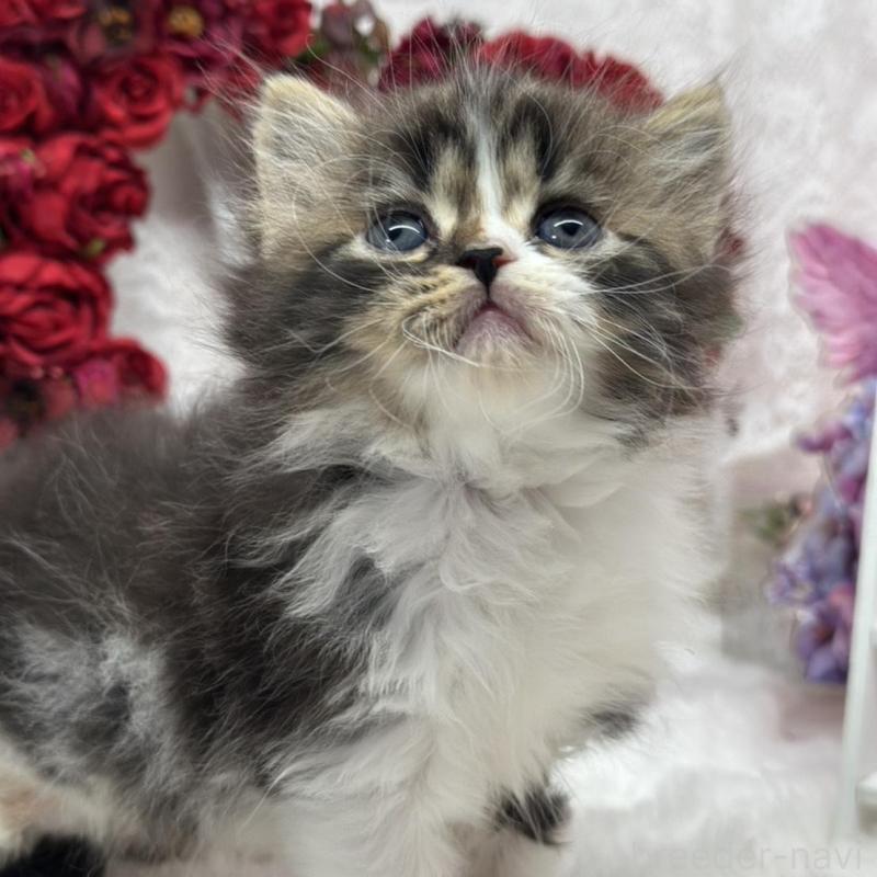 販売中の長野県のスコティッシュフォールド-135161