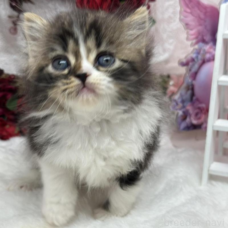 販売中の長野県のスコティッシュフォールド-135161の5枚目