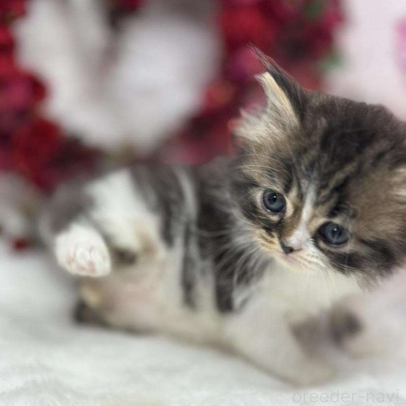 販売中の長野県のスコティッシュフォールド-135161の4枚目