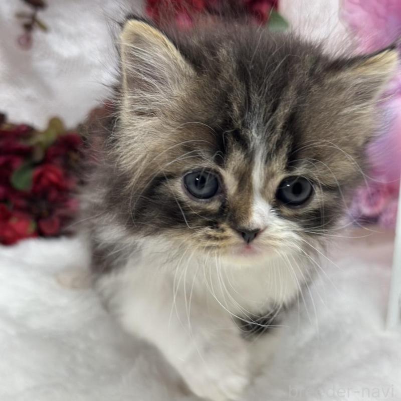 販売中の長野県のスコティッシュフォールド-135161の2枚目