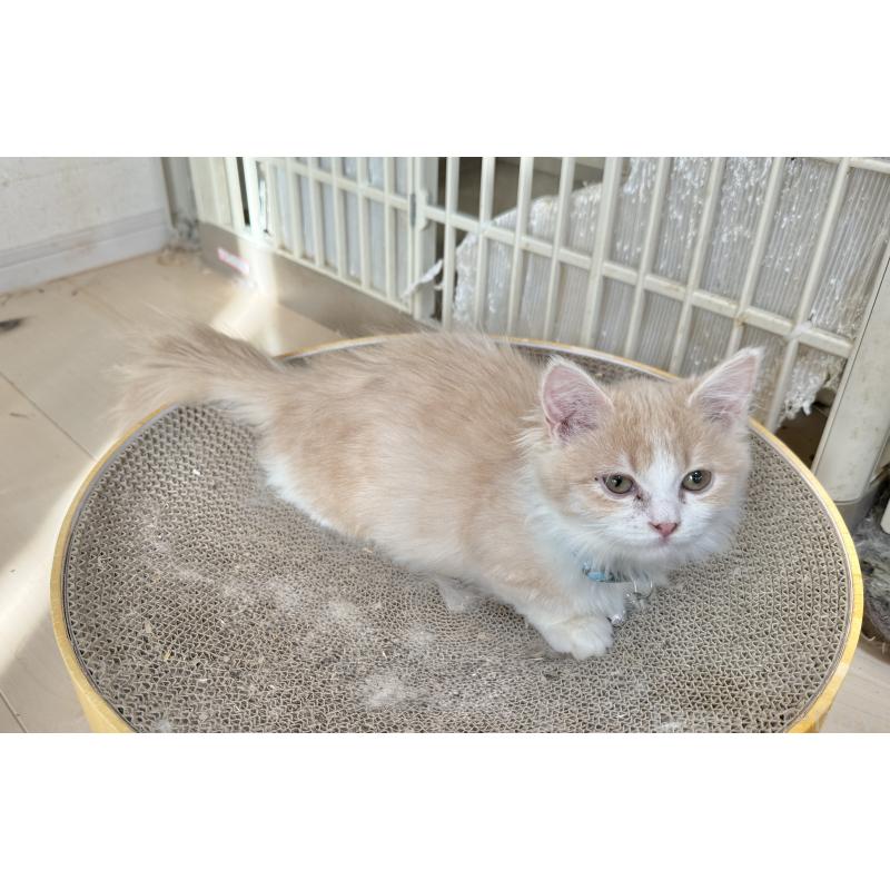 販売中の栃木県のマンチカン(短足)-135162の1枚目