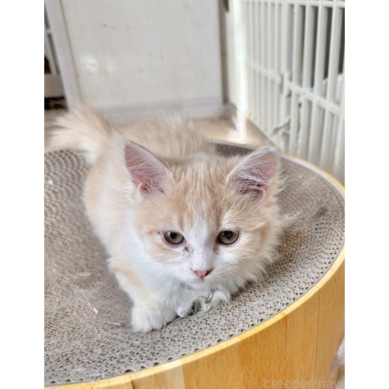 販売中の栃木県のマンチカン(短足)-135162の3枚目