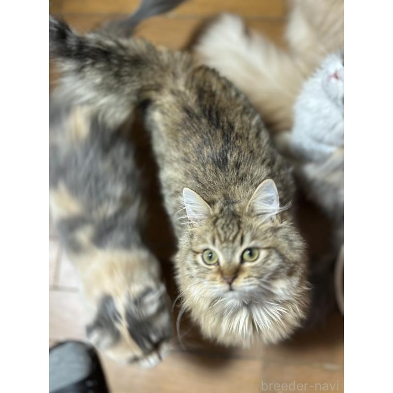 販売中の長野県のミヌエット-122008の5枚目