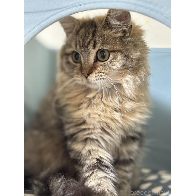 販売中の長野県のミヌエット-122008の3枚目