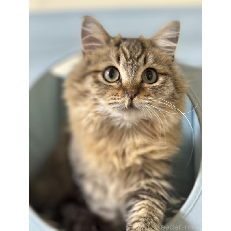 販売中の長野県のミヌエット-122008の2枚目