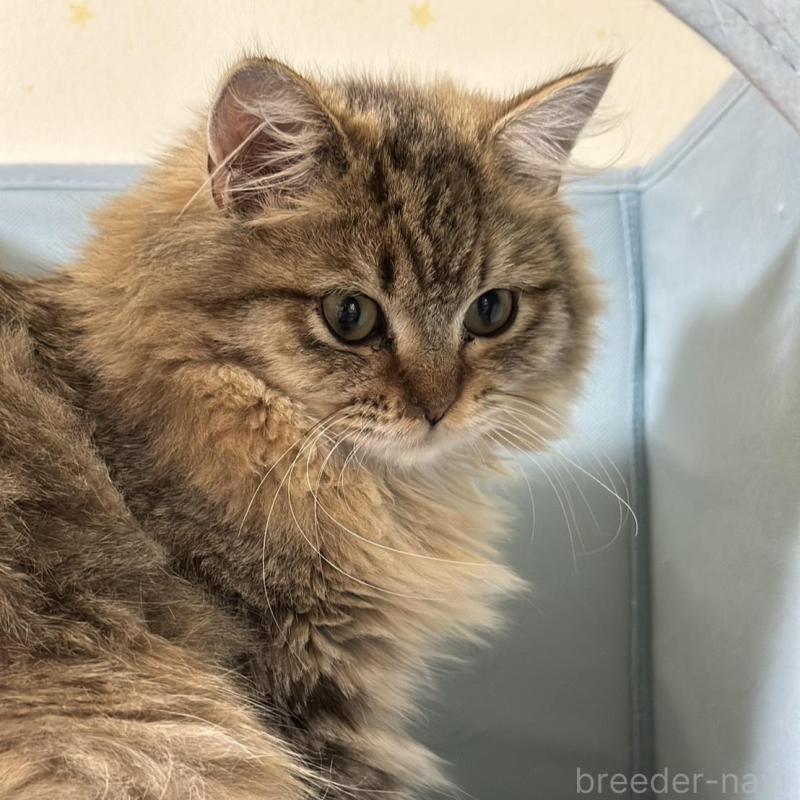 販売中の長野県のミヌエット-122008の1枚目