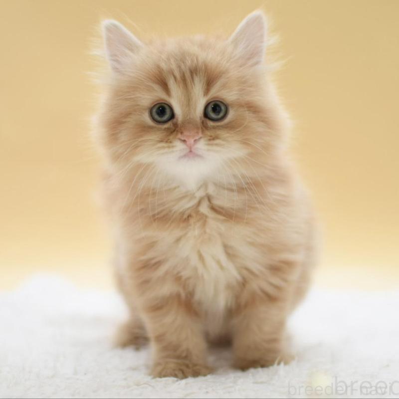 販売中の栃木県のマンチカン-135163