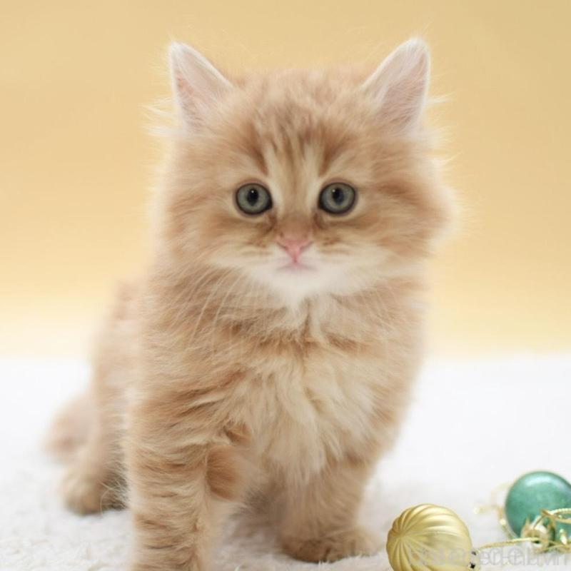 販売中の栃木県のマンチカン-135163の6枚目