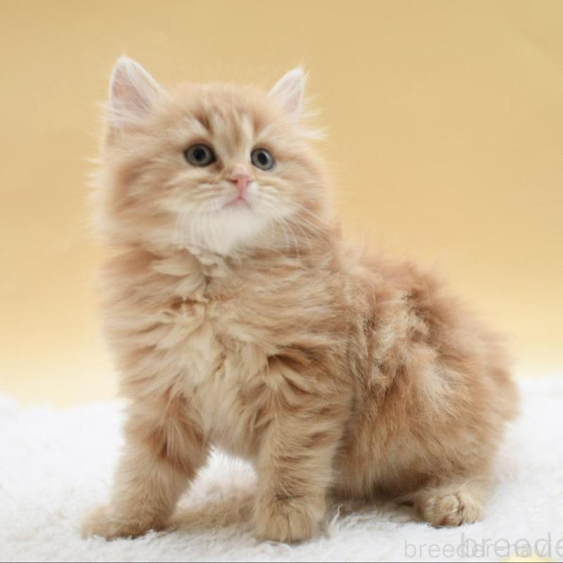 販売中の栃木県のマンチカン-135163の5枚目