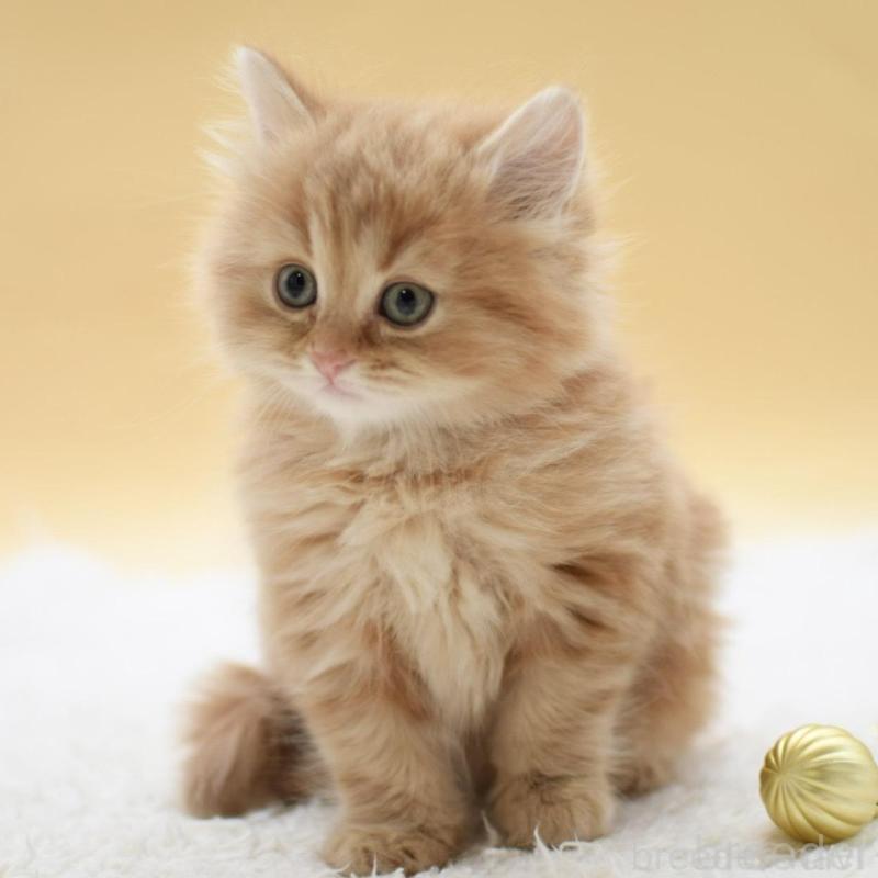 販売中の栃木県のマンチカン-135163の4枚目