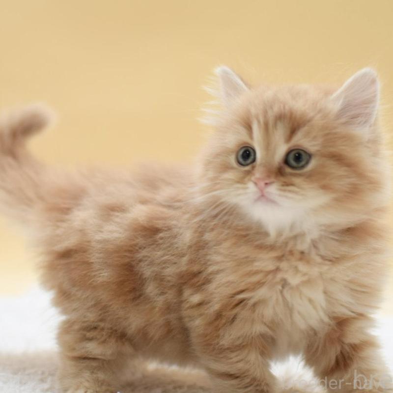 販売中の栃木県のマンチカン-135163の3枚目