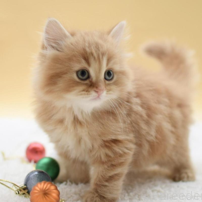 販売中の栃木県のマンチカン-135163の2枚目