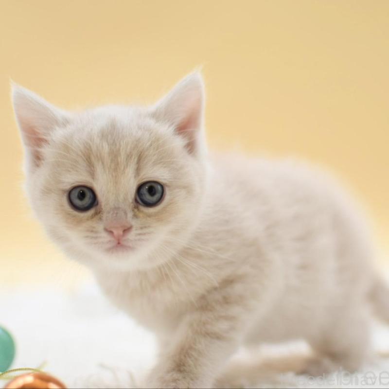 販売中の栃木県のマンチカン-135164の7枚目