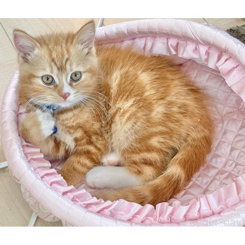 販売中の栃木県のマンチカン-135165