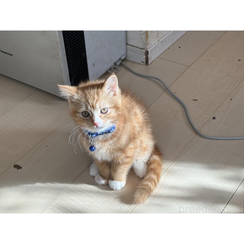 販売中の栃木県のマンチカン-135165の3枚目