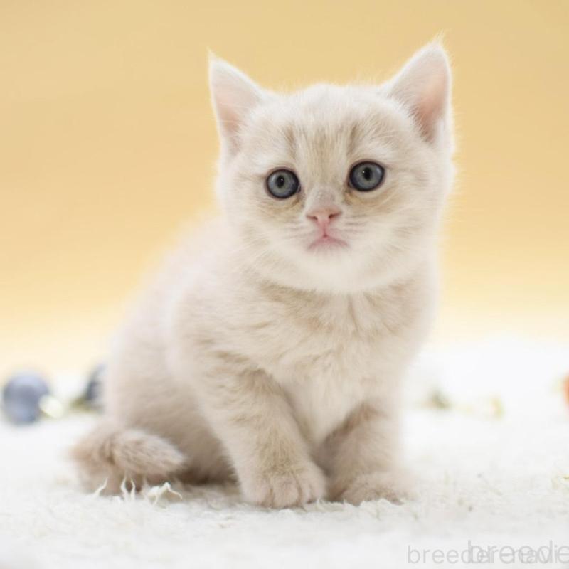 販売中の栃木県のマンチカン-135164の5枚目