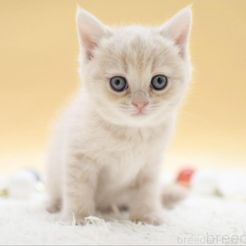 販売中の栃木県のマンチカン-135164の4枚目