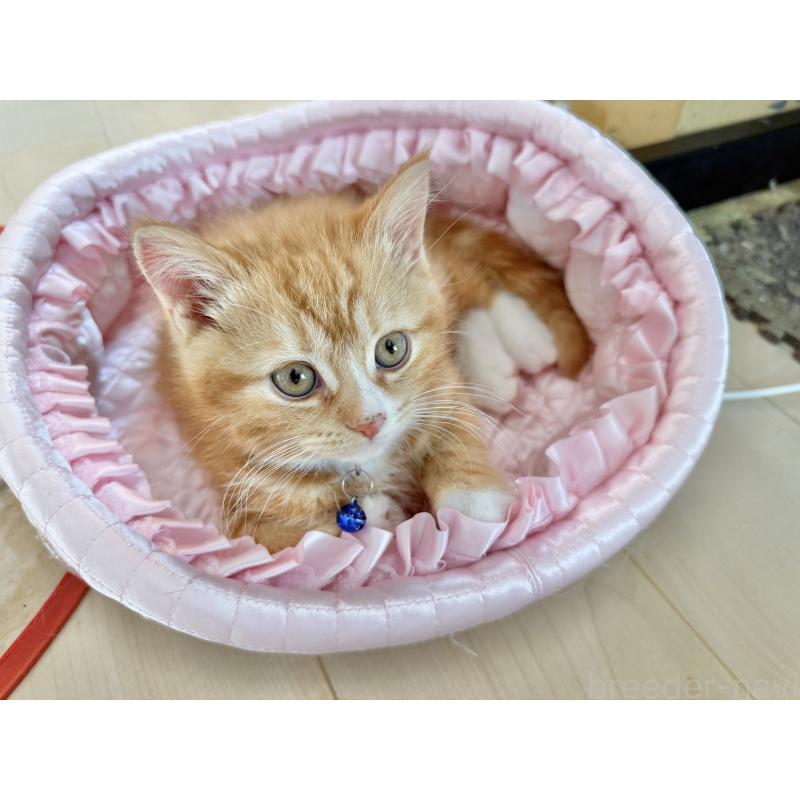 販売中の栃木県のマンチカン-135165の2枚目