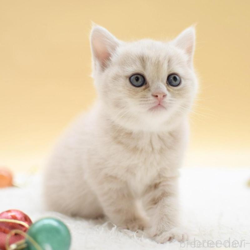 販売中の栃木県のマンチカン-135164の3枚目