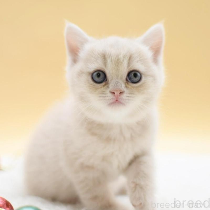 販売中の栃木県のマンチカン-135164の2枚目