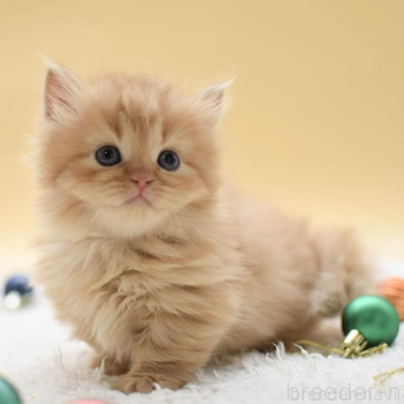 販売中の栃木県のマンチカン(短足)-135166の7枚目