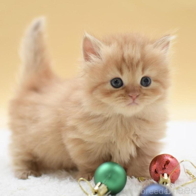 販売中の栃木県のマンチカン(短足)-135166の6枚目