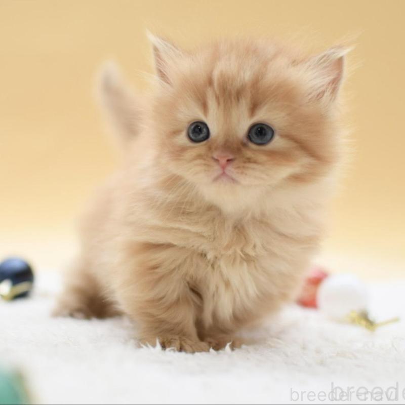 販売中の栃木県のマンチカン(短足)-135166の5枚目