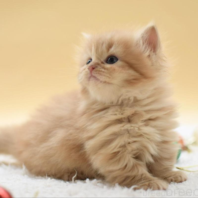 販売中の栃木県のマンチカン(短足)-135166の4枚目