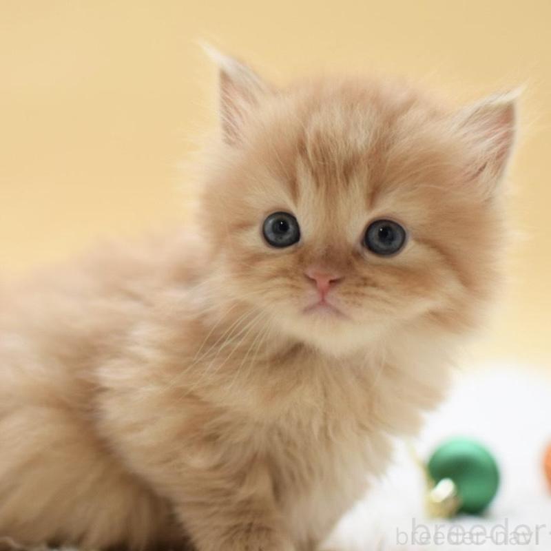 販売中の栃木県のマンチカン(短足)-135166の2枚目