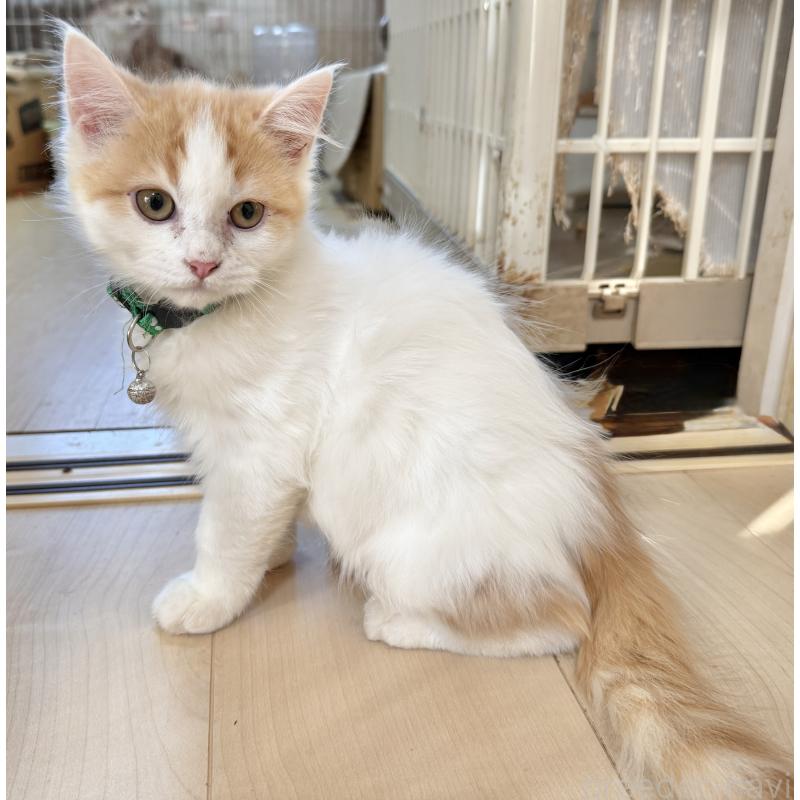 販売中の栃木県のマンチカン-135167