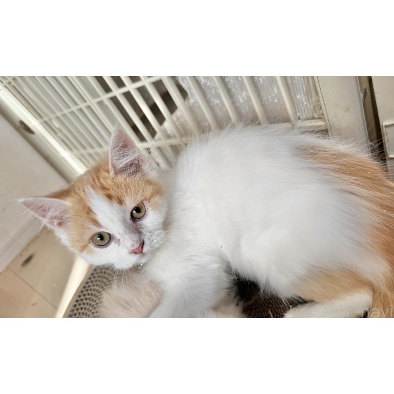 販売中の栃木県のマンチカン-135167の3枚目