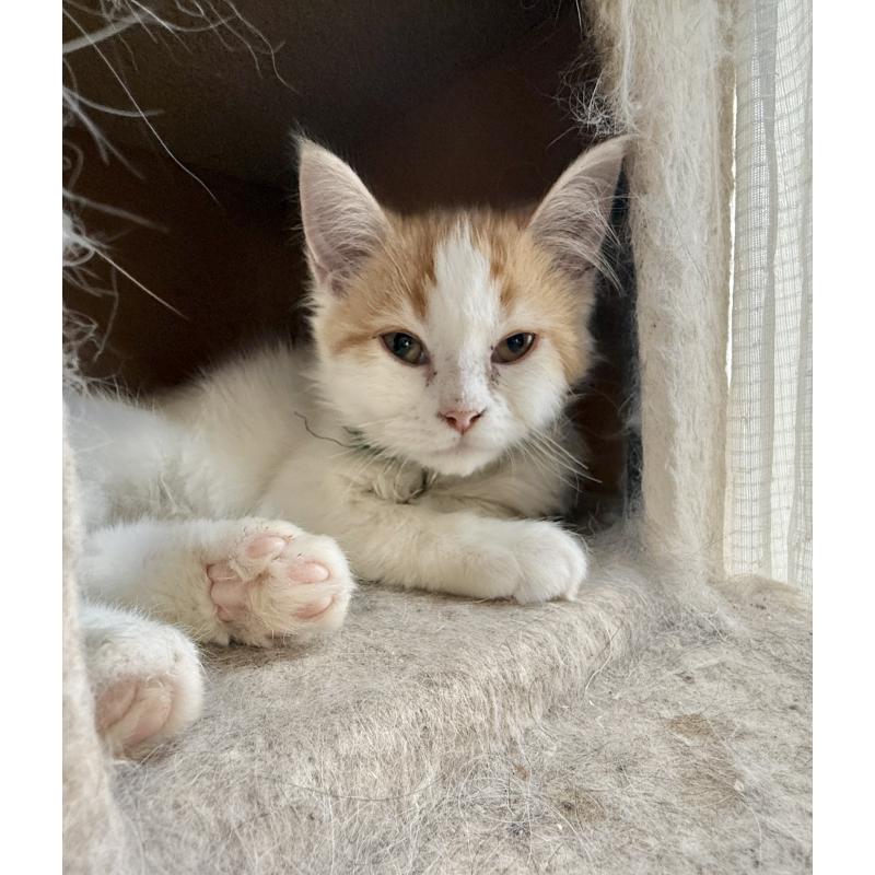 販売中の栃木県のマンチカン-135167の2枚目