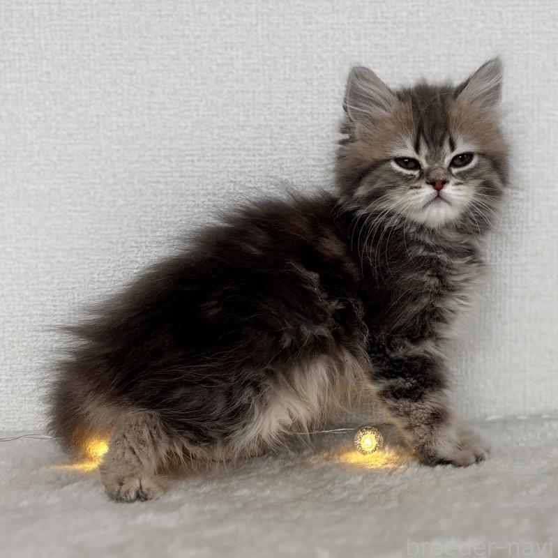 成約済の埼玉県のミヌエット-133522の4枚目