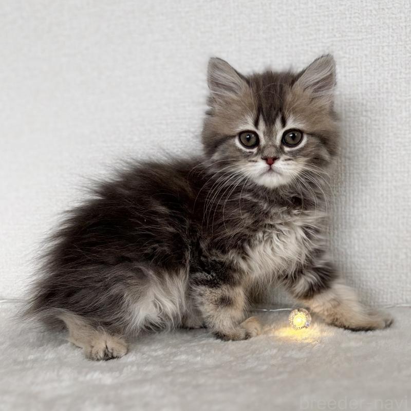 成約済の埼玉県のミヌエット-133522の3枚目