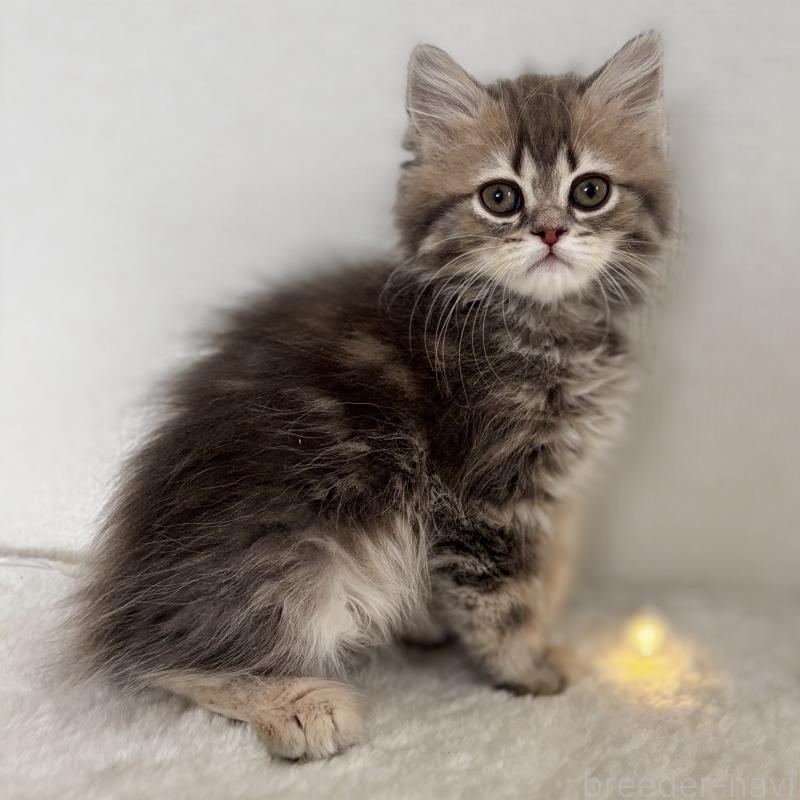 販売中ののミヌエット-133522